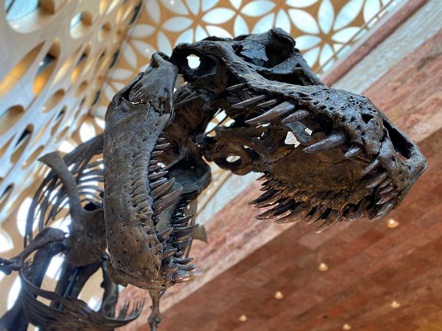 builder 3d printers t-rex 3d printed review